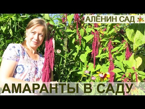 Видео: ВСЁ о выращивании АМАРАНТА!!! От посева до сбора урожая