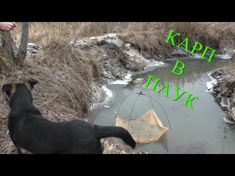Видео: КАРП НА ПАУК! Рыбалка на паук в ручьях! ВОТ ЧТО ЗНАЧИТ ВО ВРЕМЯ ПРИЕХАТЬ!