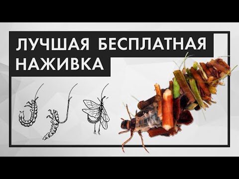 Видео: Наживка РУЧЕЙНИК (Шитик). Как найти и сохранить надолго