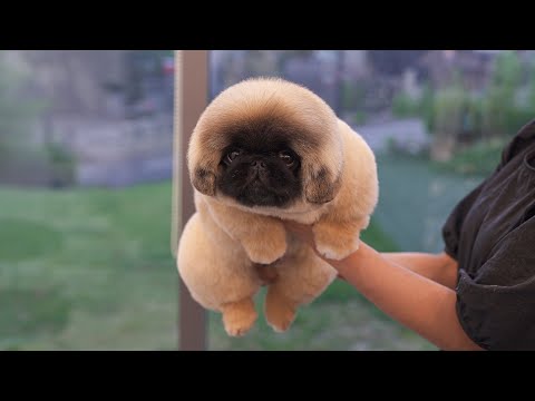 Видео: Кто меня хочет?