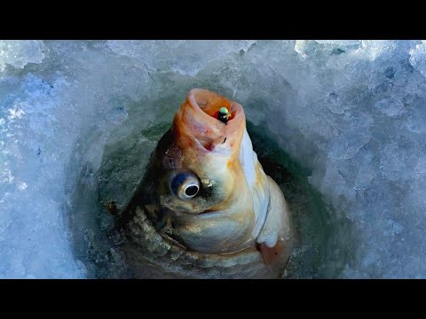 Видео: Вот это рыбалка! Ловля зимнего карася. Боковой кивок. Озеро Чаны. #карасьзимой #озерочаны #dkhunter