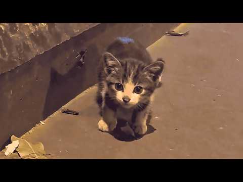 Видео: Самая печальная ночь в моей жизни началась с плача бездомного котёнка