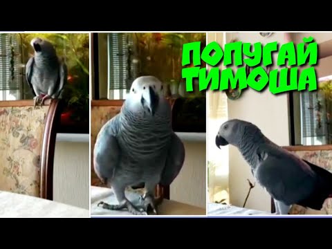 Видео: ПОПУГАЙ ТИМОША.