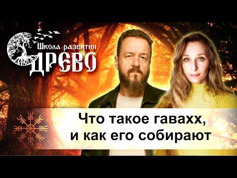 Видео: Что такое гавахх, и как его собирают