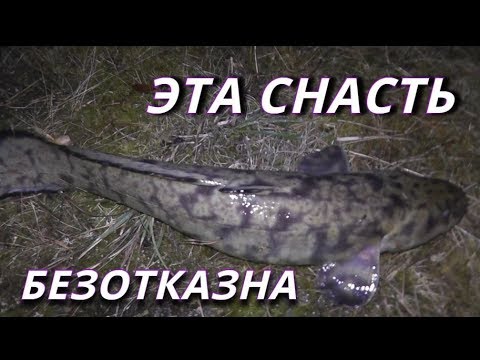 Видео: Ловит ВСЕГДА. Налим не пройдёт мимо. Эта СНАСТЬ БЕЗОТКАЗНА - Болен Рыбалкой №661