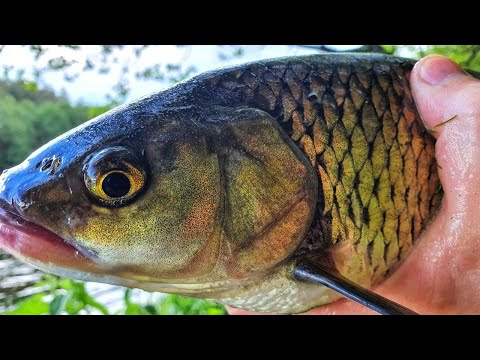 Видео: РЫБАЛКА с КОРАБЛИКОМ | ГОЛАВЛЬ на САНОЧКИ  ЛЕТОМ