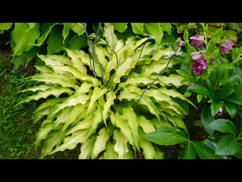 Видео: ХОСТЫ. 20 МИНИАТЮРНЫХ КРАСАВИЦ С ЛАНЦЕТОВИДНЫМИ ЛИСТЬЯМИ.