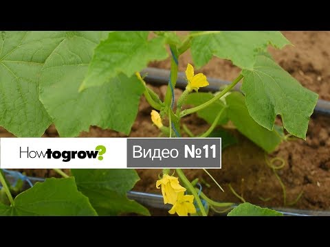 Видео: Как формировать огурцы и получать большие урожаи