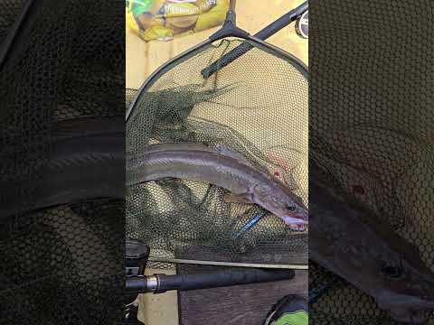 Видео: КАК ПОЙМАТЬ МОЛЬВУ? Глубина, наживка, поиск! Рыбалка в Норвегии.  #lange_fishing