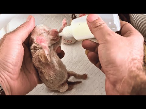 Видео: Брошенный новорождённый щенок чуть не замёрз — теперь он сердце нашей семьи!
