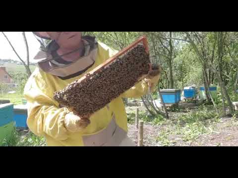 Видео: Пакеты. Кордован. Бакфаст. Карника. Прошло 10 дней, кто лучше развивается? Акация будет!