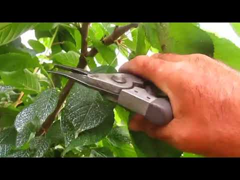 Видео: Три варианта обрезки черешни.