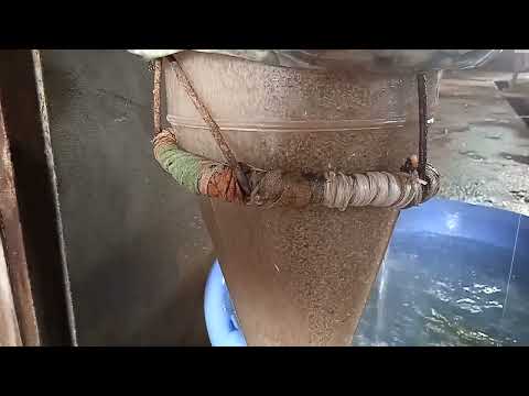 Видео: Африканские сом . Африка лакка балик чоавоклари +998333419681телграм бор шу номерда