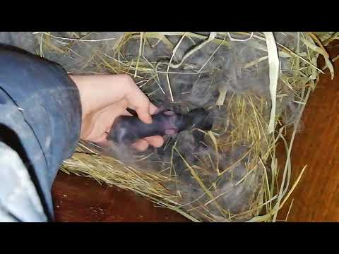 Видео: Родила крольчиха. Осмотр на 1 день. Крольчата