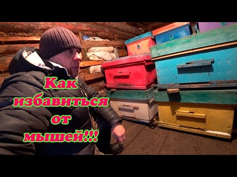 Видео: БОРЬБА С ГРЫЗУНАМИ ВО ВРЕМЯ ЗИМОВКИ НАШИХ ПЧЁЛ, МЫШИ, ЗИМОВКА ПЧЁЛ НАЧАЛАСЬ.