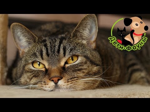 Видео: 10 популярных вопросов о кастрации котов и стерилизации кошек