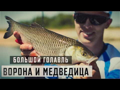 Видео: Большой Голавль. Ворона и Медведица.