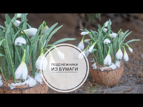 Видео: Snowdrops in COCONUT / PAPER FLOWERS / Подснежники в КОКОСЕ / БУМАЖНЫЕ ЦВЕТЫ / DIY TSVORIC