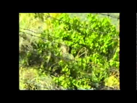 Видео: Мегринский ПО.Астазур.1991 год.