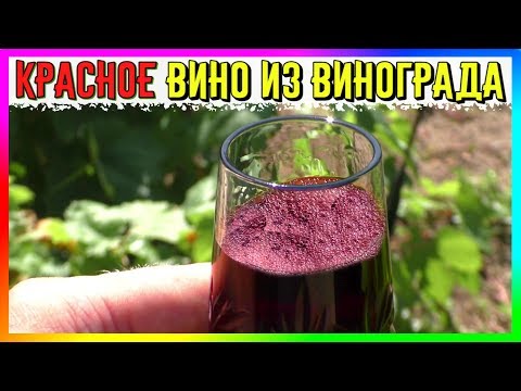 Видео: 🍷 Красное Полусладкое Вино из Тёмных Сортов Винограда 🍇