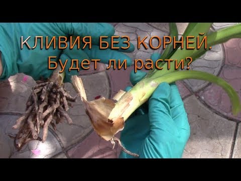 Видео: КУПИЛА КЛИВИЮ, А СТОИЛО ЛИ ЭТО ДЕЛАТЬ?