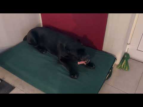 Видео: вкусняшки для любимцев.