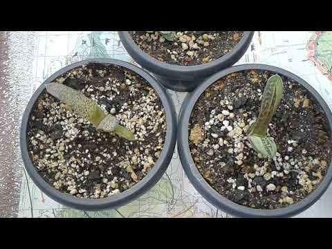 Видео: Все мои гастерии. 06.06.2019 г.