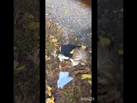 Видео: Влог с прогулки