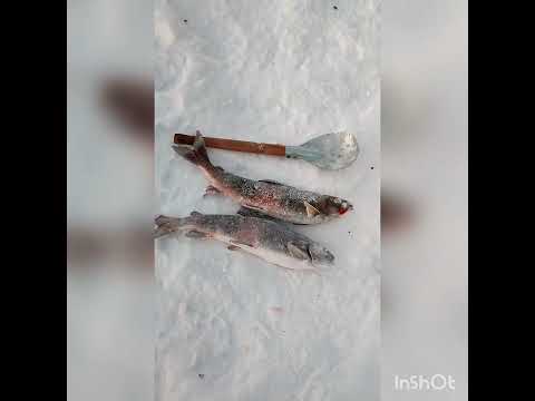 Видео: рыбалка на омуля зимой