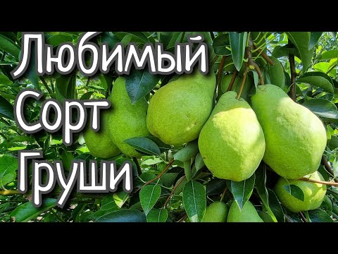 Видео: ГРУША СОКРОВИЩЕ