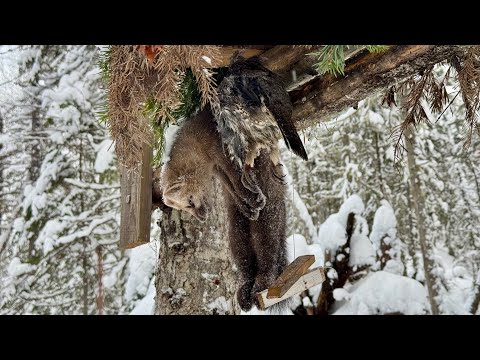 Видео: СИБИРСКИЙ ПУШНОЙ ПРОМЫСЕЛ. ЗАЕЗД В ТАЙГУ НА ПРОВЕРКУ КАПКАНОВ.