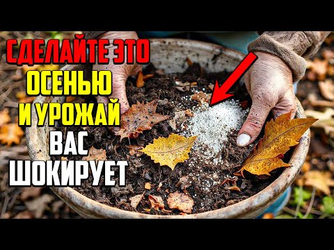 Видео: Этот Простой Трюк Увеличит Урожай В Следующем Году!