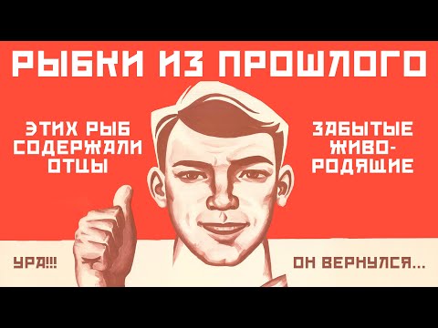 Видео: Рыбки из прошлого. Забытые и редкие живородящие аквариумные рыбки