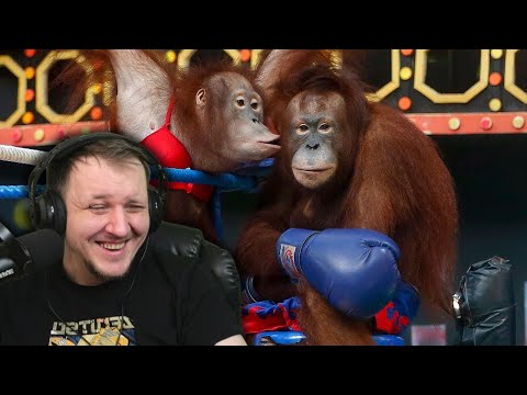 Видео: БОКС ОБЕЗЬЯН НА РИНГЕ (шоу орангутанов) | Реакция