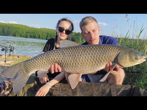 Видео: Ловля диких коропів і трофейних амурів. Рибалка на озері Доброгостів.