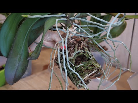 Видео: Переворачивать, крутить цветущие | Как пересадить цветущую орхидею. Казалось это невозможно сделать.