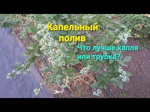 Видео: Капельный полив голубики. Какие плюсы, какие минусы.