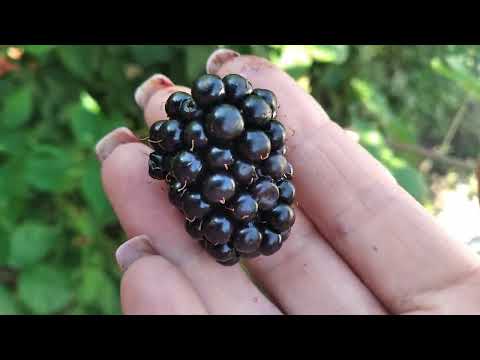 Видео: Огляд 15 сортів ожини на 12.07.25  Рівне #саджанці #ожина #сорт #безшипна #ягода #врожай #blackberry