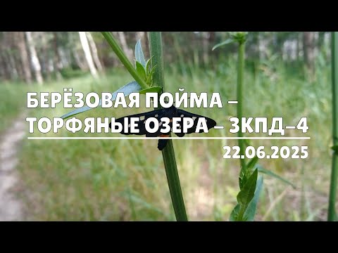 Видео: Берёзовая Пойма - торфяные озера - ЗКПД-4 (22.06.2025)