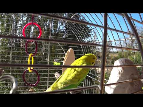 Видео: КАК ПОПУГАЙ ГУЛЯЕТ на УЛИЦЕ ✔️ СТРЕСС у ВОЛНИСТОГО ПОПУГАЯ ✔️ зеленый попугайчик TV