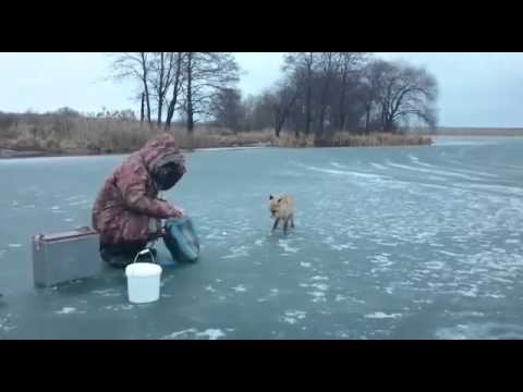 Видео: Лиса на рыбалке ест с руки