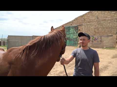 Видео: РЕГИОН 08 эфир 24 05 2024 ЖОКЕЙ