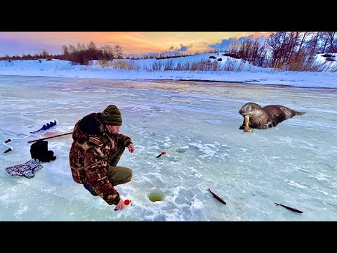 Видео: ХИЩНИК КОНКУРЕНТ?! Рыбалка на Севере