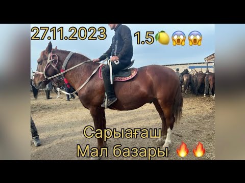 Видео: Сарыағаш мал базары 27.11.2023 өте керемет бағада қол жетімді баға