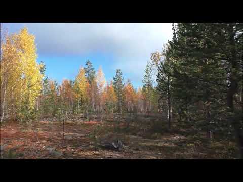 Видео: По известной, но неузнаваемой лесной дороге. 2022.