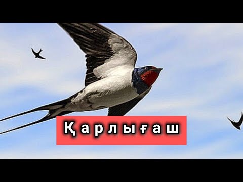 Видео: Қарлығаш. Қарлығаш ұя салғанда. Қарлығаш туралы қызықты мәліметтер