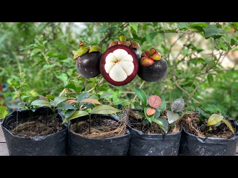 Видео: Проращивание мангостина из семян. Как вырастить мангостин в мешке