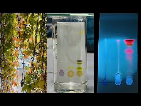 Видео: Тонкослойная (ТСХ) и УФ хроматография листьев