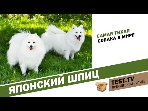 Видео: TEST.TV: Все для животных. Японский шпиц самая тихая собака.