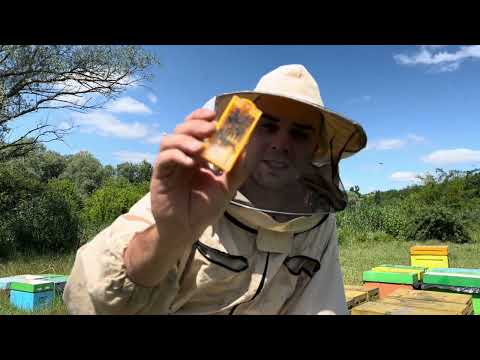 Видео: Ошибки Пчеловодов. Секрет НАИЛУЧШЕГО приема ПЧЕЛОМАТОК